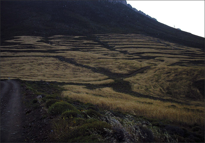 Patterns of cultivated wheat in the hills of Exo Nisi
