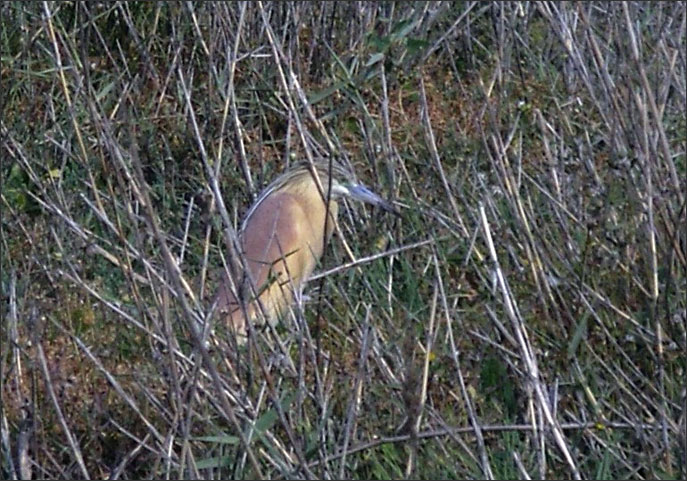 Squacco Heron near Analipsi